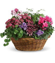 Simply Chic Mixed Plant Basket from Olney's Flowers of Rome in Rome, NY